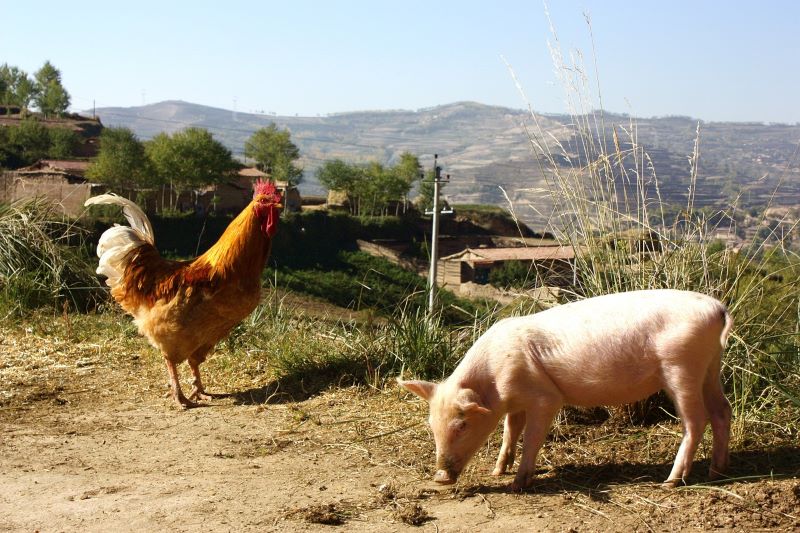 Explanation of the Pig and Chicken Fable in Scrum